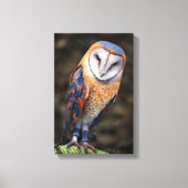 Hart-Shaped Face Barn Owl Canvas Afdruk (Voorkant)