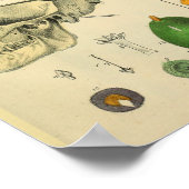 Hart Skull Stomach Anatomie  Kunst Afdrukken Poster (Hoek)