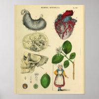 Hart Skull Stomach Anatomie Kunst Afdrukken