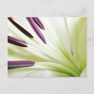 Hart van de Lily Fine Art Floral-fotografie Briefkaart