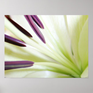 Hart van de Lily Fine Art Floral-fotografie Poster