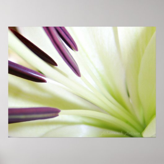 Hart van de Lily Fine Art Floral-fotografie Poster (Voorkant)
