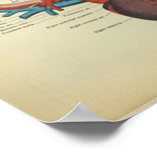  hart van de paardenanatomie afdrukken poster (Hoek)