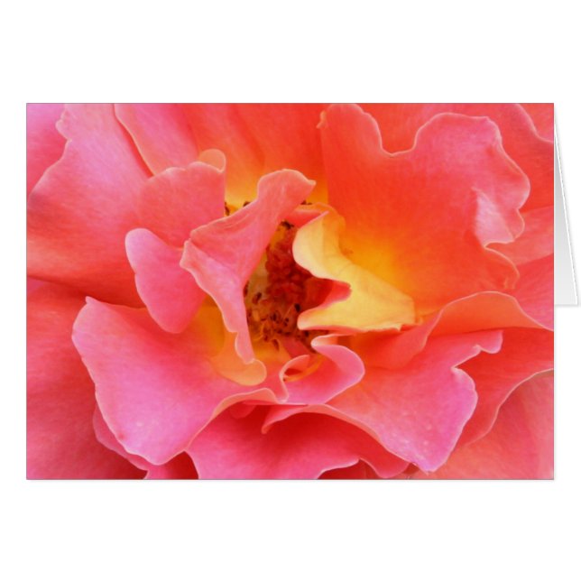 hart van de roos blanco kaart (Voorkant Horizontaal)