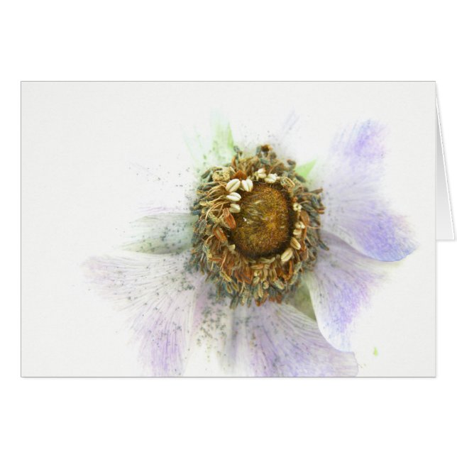 Hart van een Anemone (Voorkant Horizontaal)