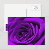 hart van een Paars Roos Briefkaart (Voorkant / Achterkant)