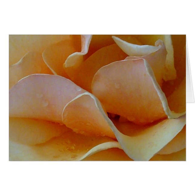 Hart van een Roos (Voorkant Horizontaal)