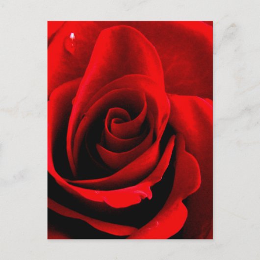 Hart van een Roos Briefkaart (Voorkant)
