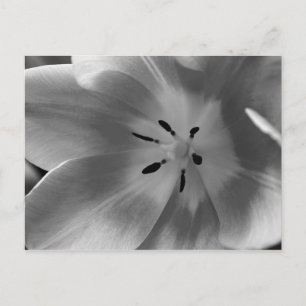 Hart van een Tulp in zwart-wit Briefkaart