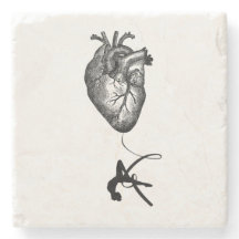 Hartanatomie - antenneacrobaat