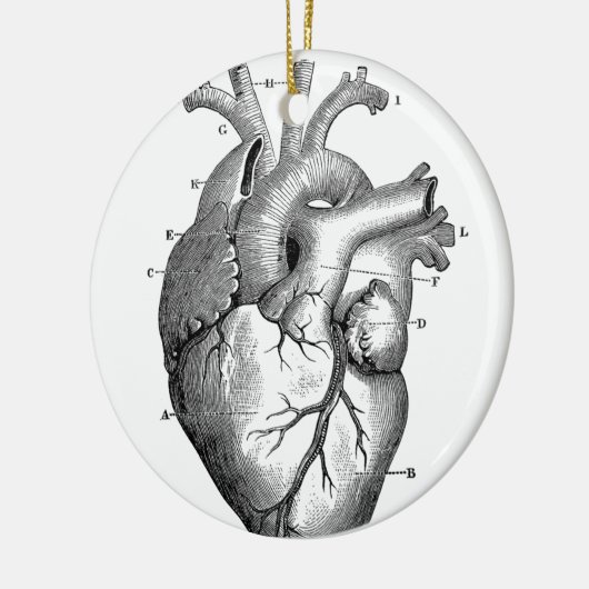 hartanatomie | keramisch ornament (Links)