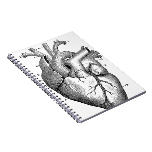  hartanatomie |  notitieboek (Rechterzijde)