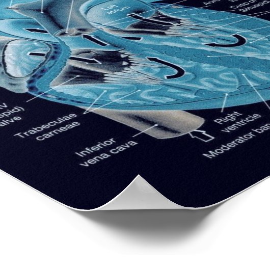 Hartanatomie Poster (Hoek)