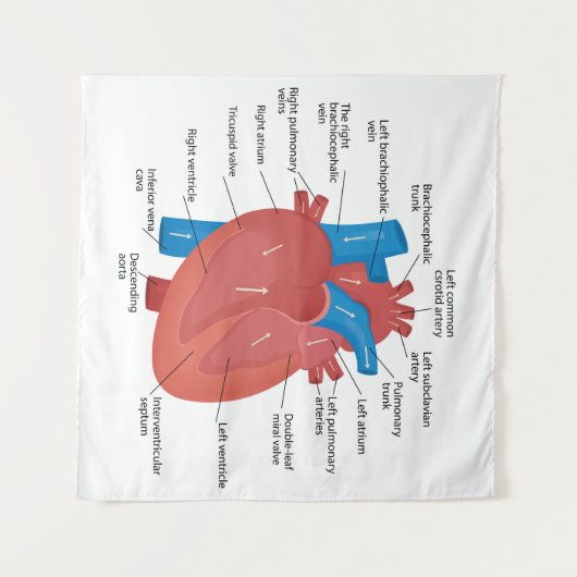 Hartanatomie Wandkleed (Voorkant (horizontaal))