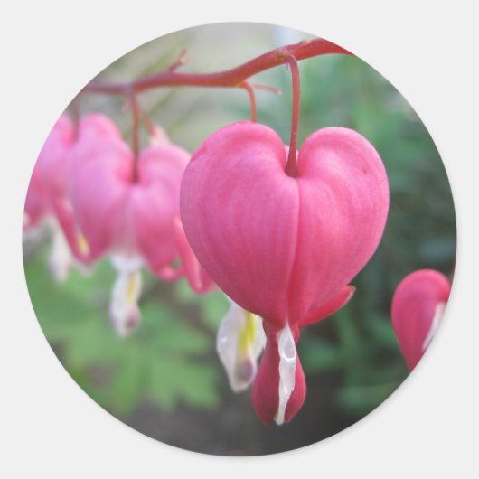 Hartbloeding (Dicentra) Ronde Sticker (Voorkant)