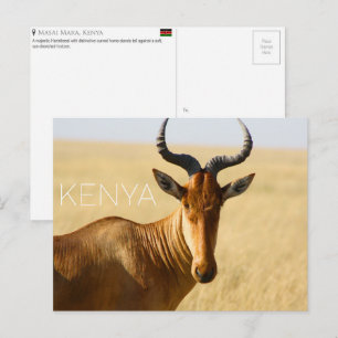 Hartebeest in Masai Mara, Kenia Reisansichtkaart Briefkaart