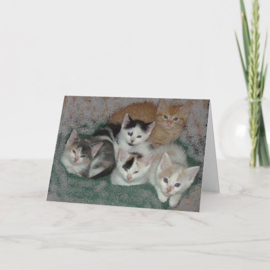Hartelijk dank, Kittens Bedankkaart (Voorkant)