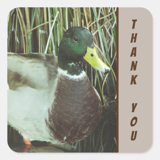 Hartelijk dank Mallard Duck Foto Natuur Birds Vierkante Sticker (Voorkant)