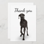 Hartelijk dank, mevrouw Dane Dog Pet Animal Bedankkaart (Voorkant / Achterkant)