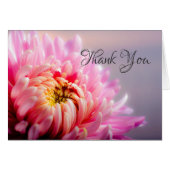 Hartelijk dank, roze chrysanthemum macrofotonotiti (Voorkant Horizontaal)