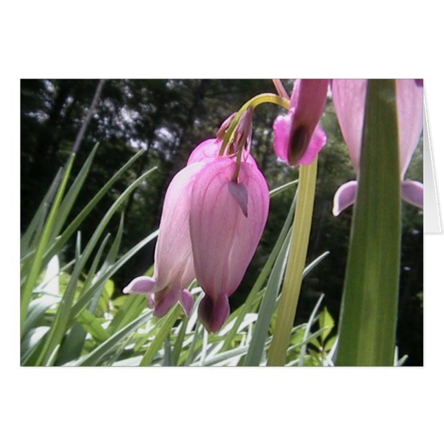 harten in het wild (Voorkant Horizontaal)