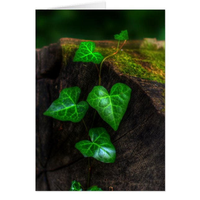 Harten van de Ivy (Voorkant)