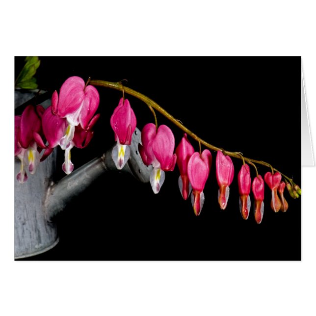 hartenrij (Voorkant Horizontaal)