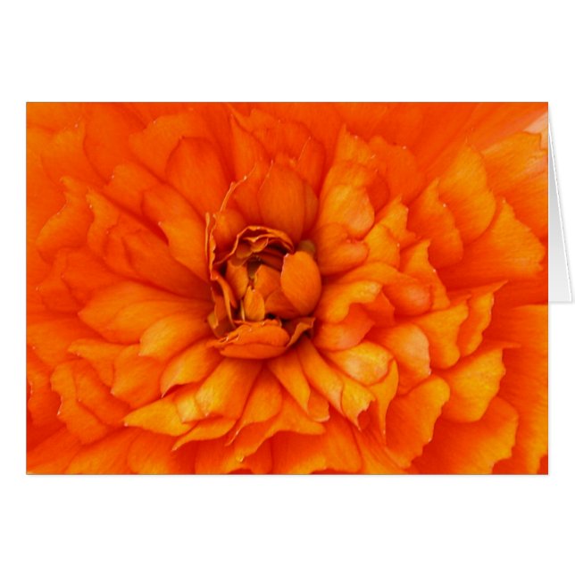 Harthart van Ranunculus (Voorkant Horizontaal)