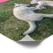 harthusky poster (Hoek)