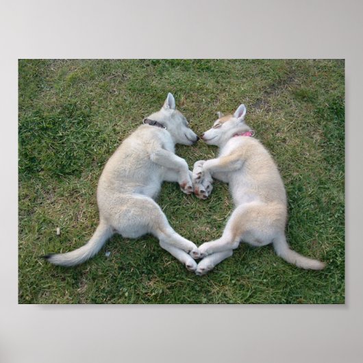 harthusky poster (Voorkant)