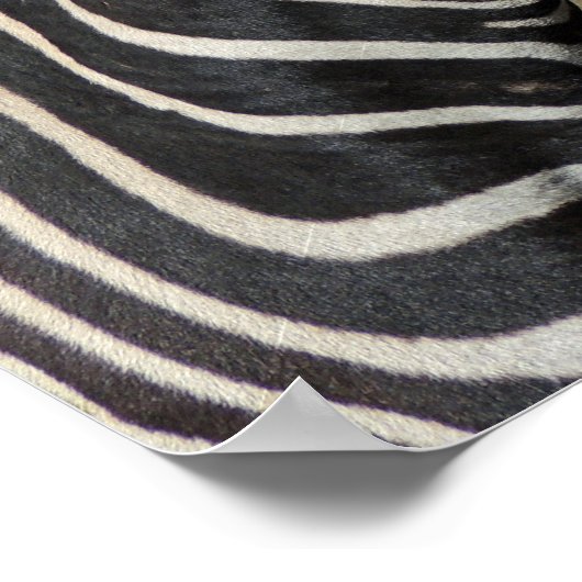 Hartmann's Mountain Zebra Profile aan Fossil Rim Poster (Hoek)