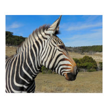 Hartmann's Mountain Zebra Profile aan Fossil Rim
