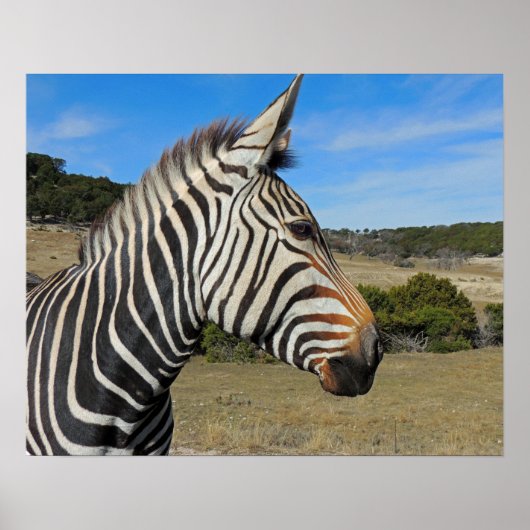 Hartmann's Mountain Zebra Profile aan Fossil Rim Poster (Voorkant)