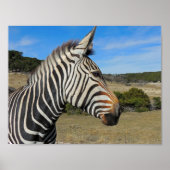 Hartmann's Zebra Profiel op Fossil Rim Poster (Voorkant)
