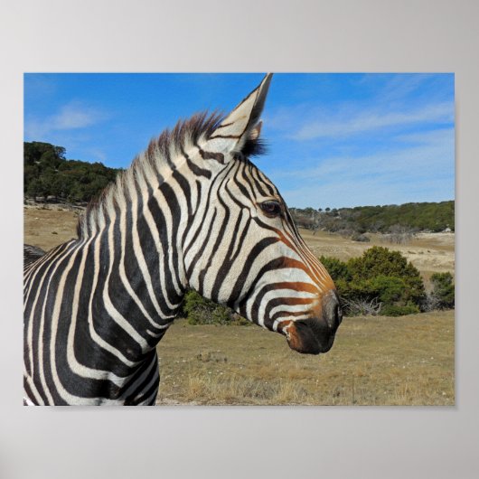 Hartmann's Zebra Profiel op Fossil Rim Poster (Voorkant)