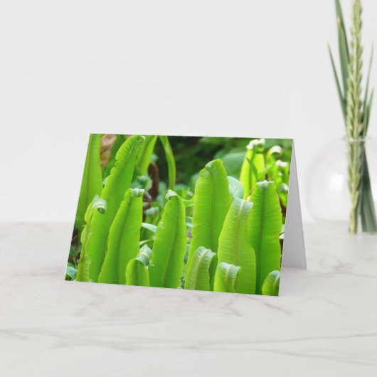 Hart's Tongue Fern Card Kaart (Voorkant)