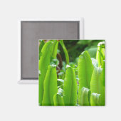 Hart's Tongue Fern Magnet (Voorkant / Achterkant)