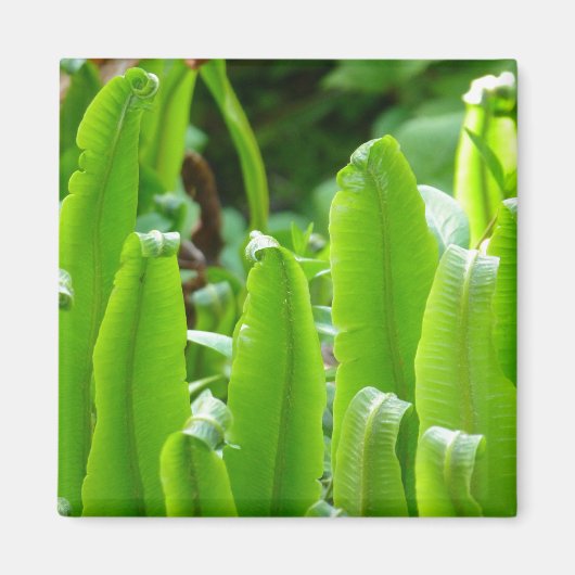 Hart's Tongue Fern Magnet (Voorkant)