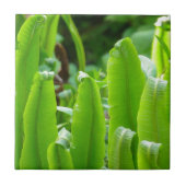 Hart's Tongue Fern Tile Tegeltje (Voorkant)