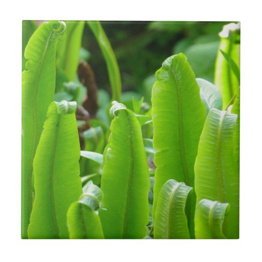Hart's Tongue Fern Tile Tegeltje (Voorkant)
