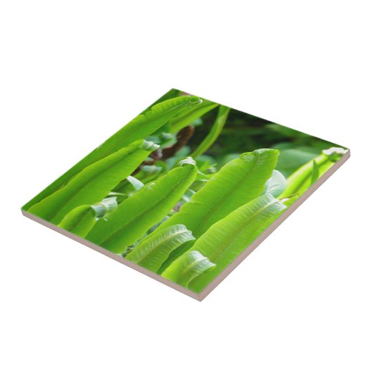 Hart's Tongue Fern Tile Tegeltje (Zijkant)