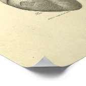 Hartspier Anatomie oppervlak Afdrukken Poster (Hoek)