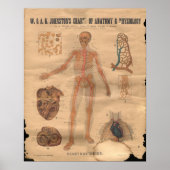  hartsterkten Anatomie Grafiek 1906 Poster (Voorkant)