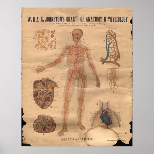 hartsterkten Anatomie Grafiek 1906 Poster (Voorkant)