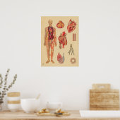 hartsterkten Menselijke anatomie Medische kaart Poster (Keuken)
