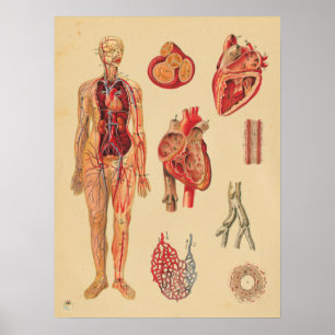 hartsterkten Menselijke anatomie Medische kaart Poster