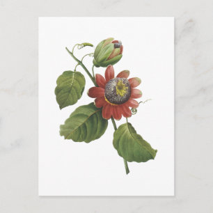 hartstochts bloem (alata van de Passiebloem) door Briefkaart