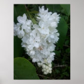 Hartvormig Lila Poster (Voorkant)