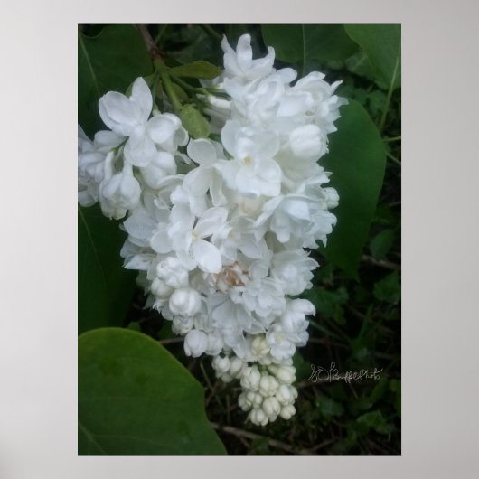 Hartvormig Lila Poster (Voorkant)