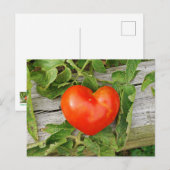 Hartvormige tomaat briefkaart (Voorkant / Achterkant)